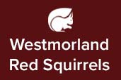 westmorland red squirrels